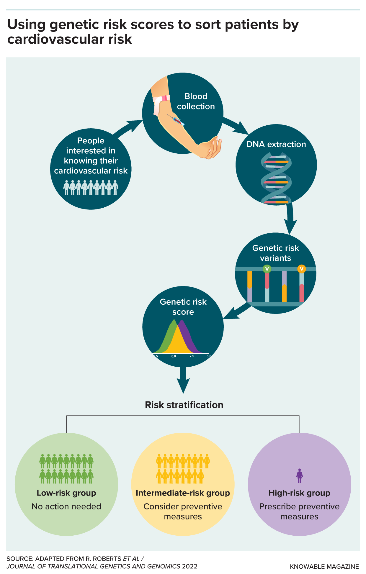 Diagram describes polygenic risk scores for cardiovascular disease in a group of patients. Icons show three results: a low-risk group with no action needed, an intermediate risk group that might consider preventive measures, and a minority in a high-risk group that will likely be prescribed preventive measures.