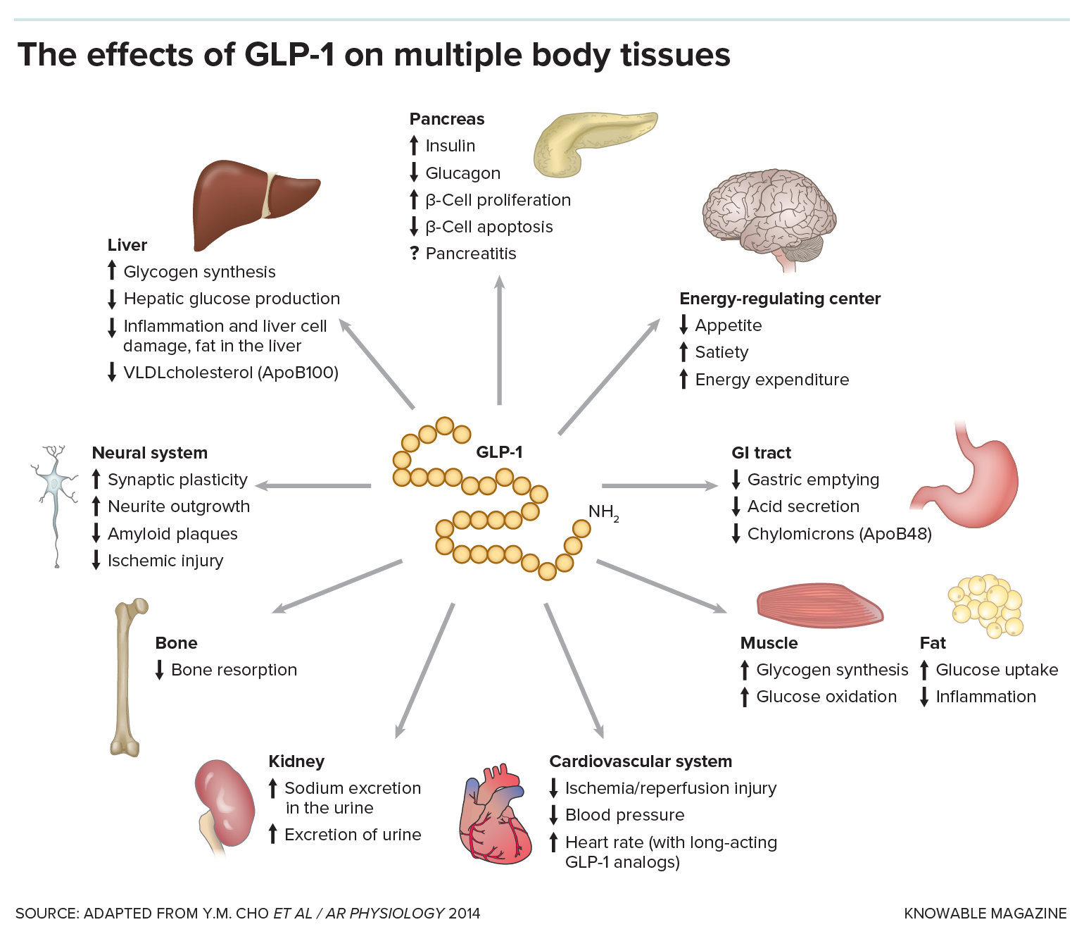 Graphic showing the various functions of GLP-1 in the body, including acting on the pancreas, stomach, gastrointestinal tract, kidneys, bones, heart, liver, muscle and adipose tissues, the energy regulating center of the brain and the neural system.