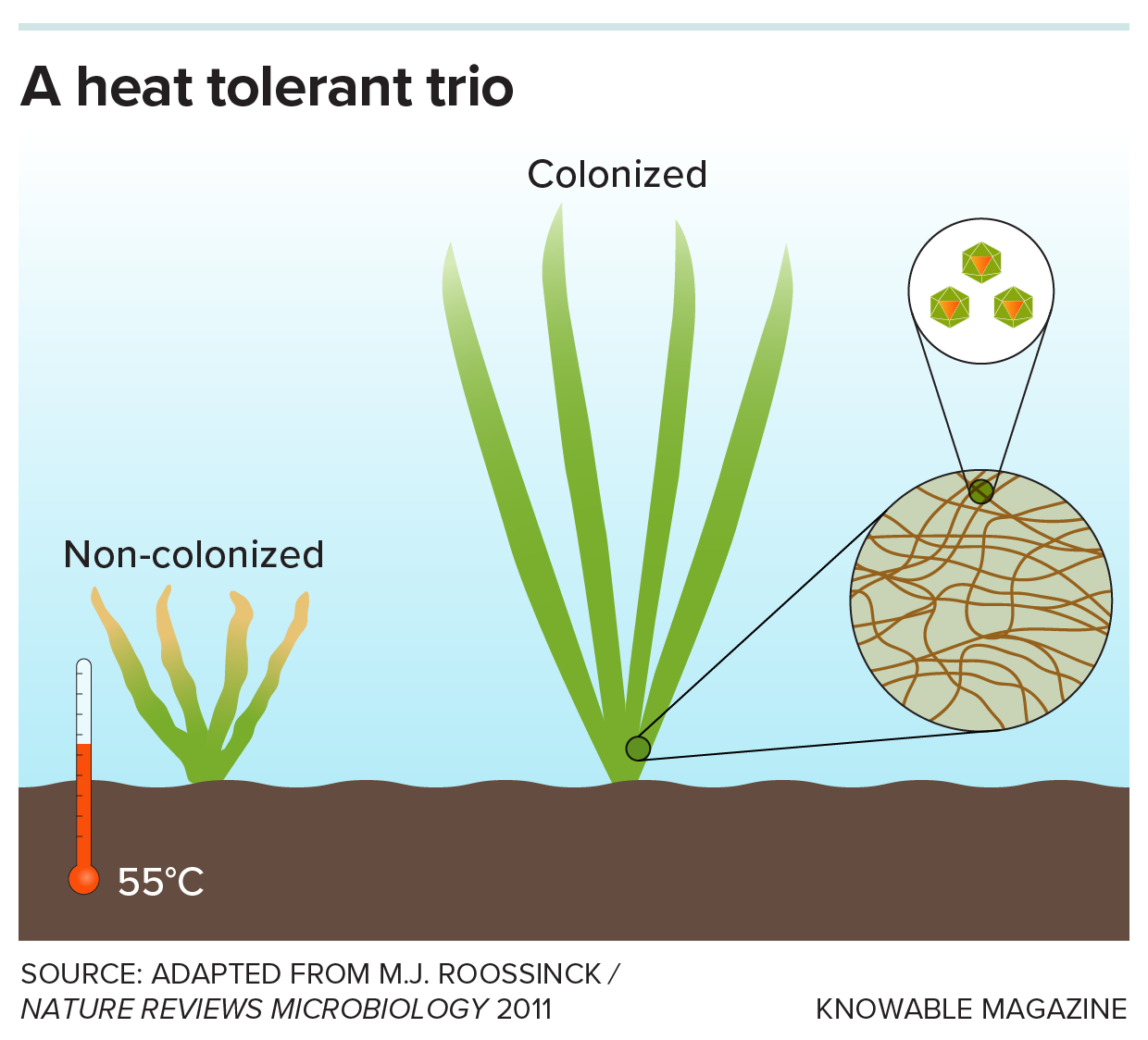 A heat-tolerant trio A drawing illustrates a lone grass plant that has shriveled and yellowed next to a thermometer showing 55 degrees Celsius, while the neighboring plant that contains a fungus with a virus remains large and green.