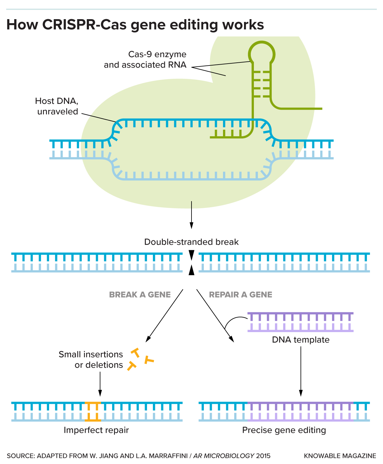 A diagram illustrates how the Cas9 enzyme uses RNA to bind to a section of the DNA genome and break it, after which the cell either repairs the break imperfectly or copies new information from a DNA template.