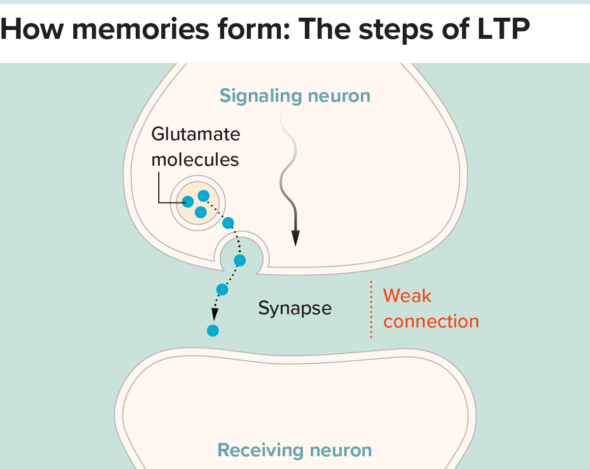 Diagram of two neurons, in which arrows depict the first cell releasing glutamate into the synapse.