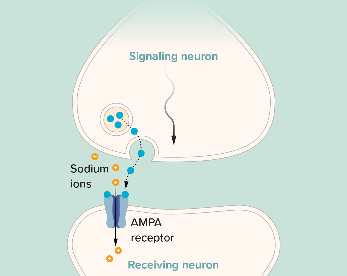 Diagram showing glutamate binding to AMPA receptors, with arrows indicating influx of sodium ions into the second cell.