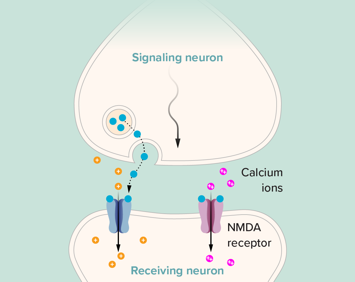 Diagram showing increased flow of positive ions into second neuron.