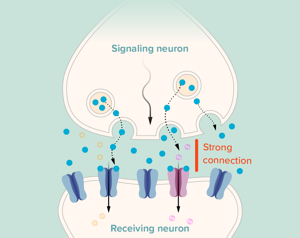 Diagram showing how more AMPA receptor proteins and increased glutamate leads to a stronger connection (LTP) between two neurons.