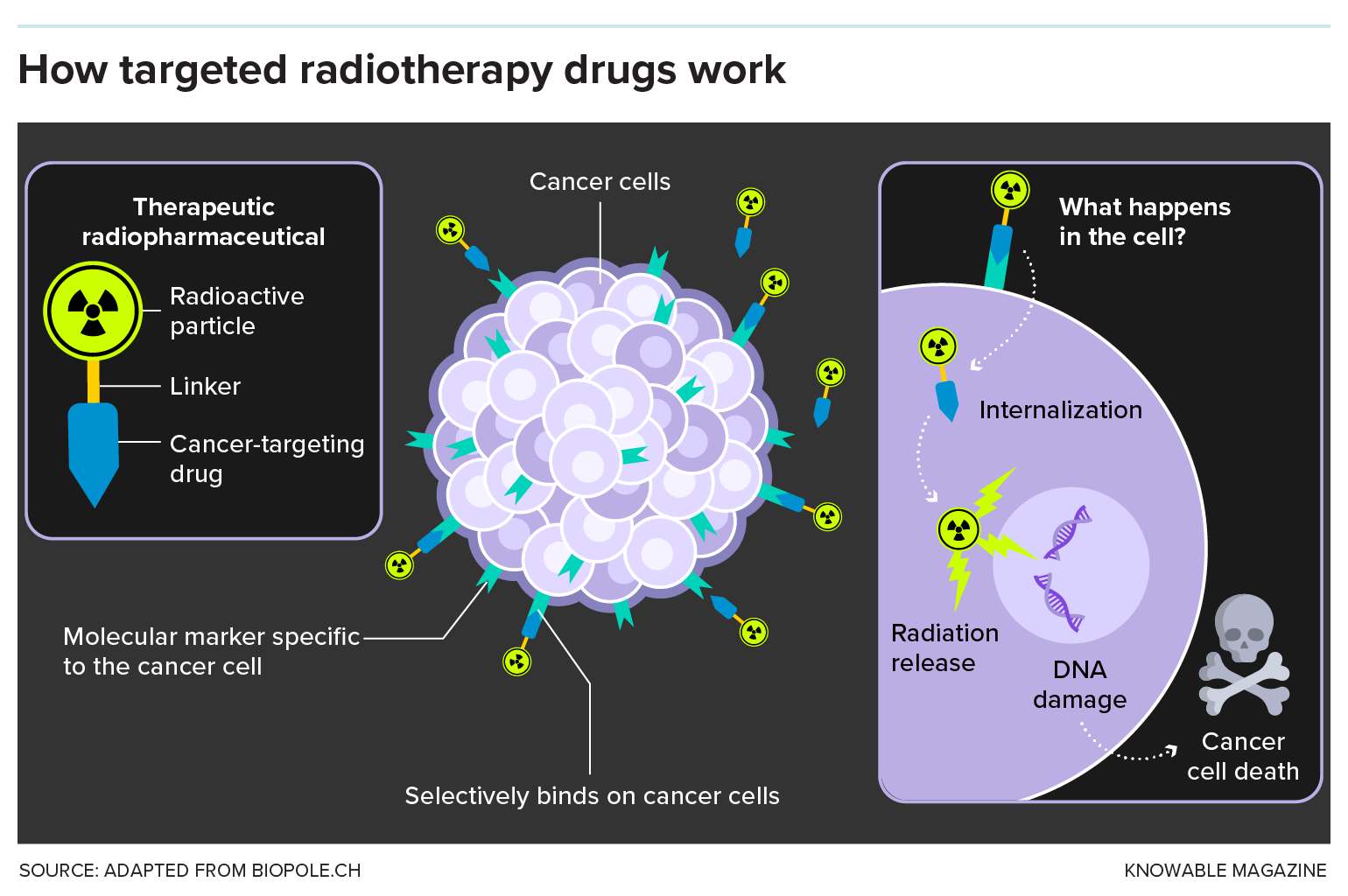 A graphic describes how radioligand therapy works. It shows the therapeutic radiopharmaceutical — one end targets the cancer cell, the other end has a radioactive particle attached. The radioactive drug docks onto cancer cells, enters them and kills them with radiation.