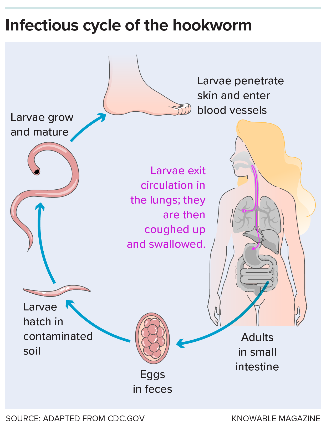 Infectious cycle of the hookworm A graphic shows how hookworms are transmitted via feces. They hatch and enter skin to reach a new host.