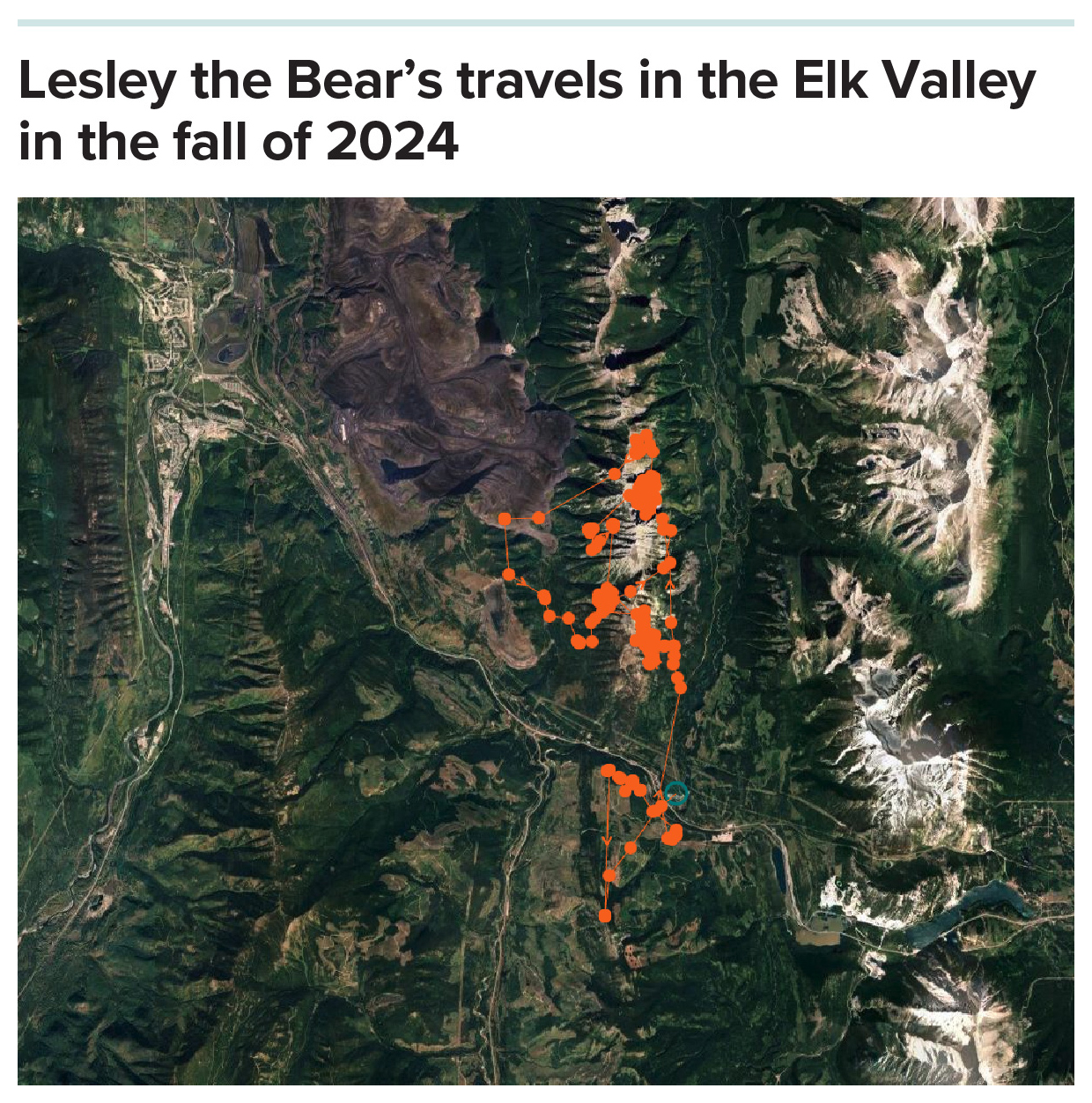 Bear travels A map of the Elk Valley in British Columbia, with red dots showing a bear’s GPS locations over time, largely along the mountain ridges.