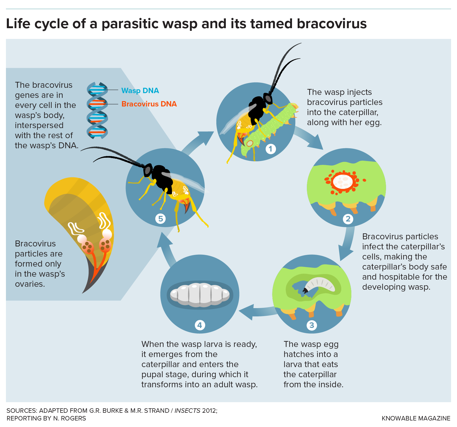 Graphic shows the key steps in the life cycle of a parasitic wasp that harbors a tamed bracovirus.
