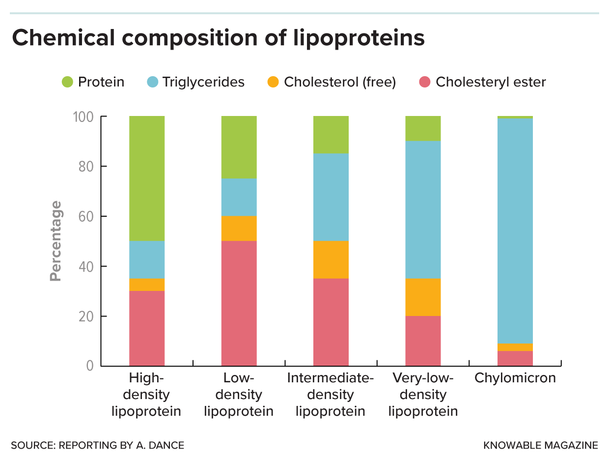 Bar graph shows composition of lipoproteins, with HDL containing mostly protein, LDL and chylomicrons containing mostly fat (triglycerides), and IDL particles containing lots of cholesterol and cholesteryl esters.