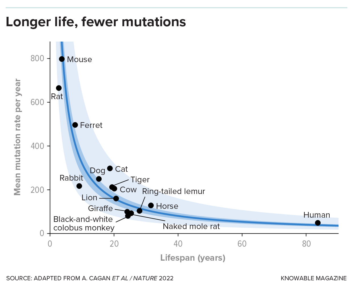 A graph shows that the longer a species lives, the fewer mutations it accumulates per year.