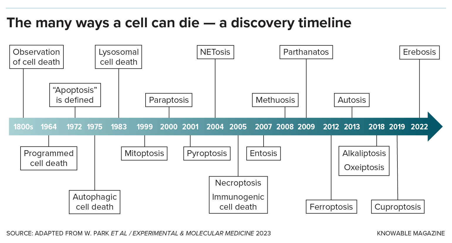 A timeline illustrates the history of cell death from its first observation in the 1800s to the discovery of many new forms in the 2000s.