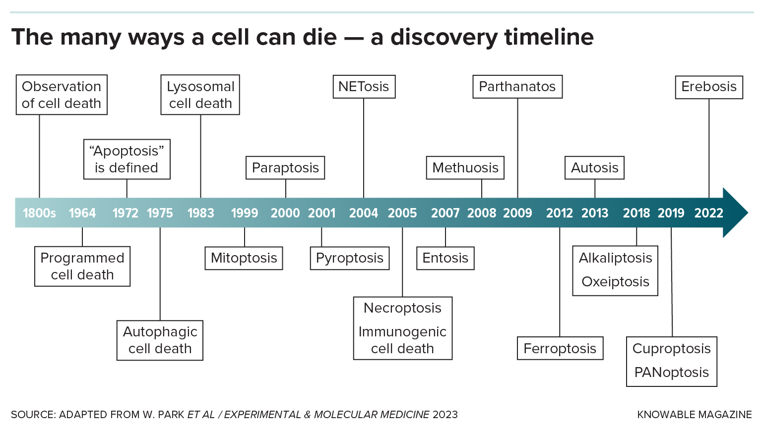 A timeline illustrates the history of cell death from its first observation in the 1800s to the discovery of many new forms in the 2000s.