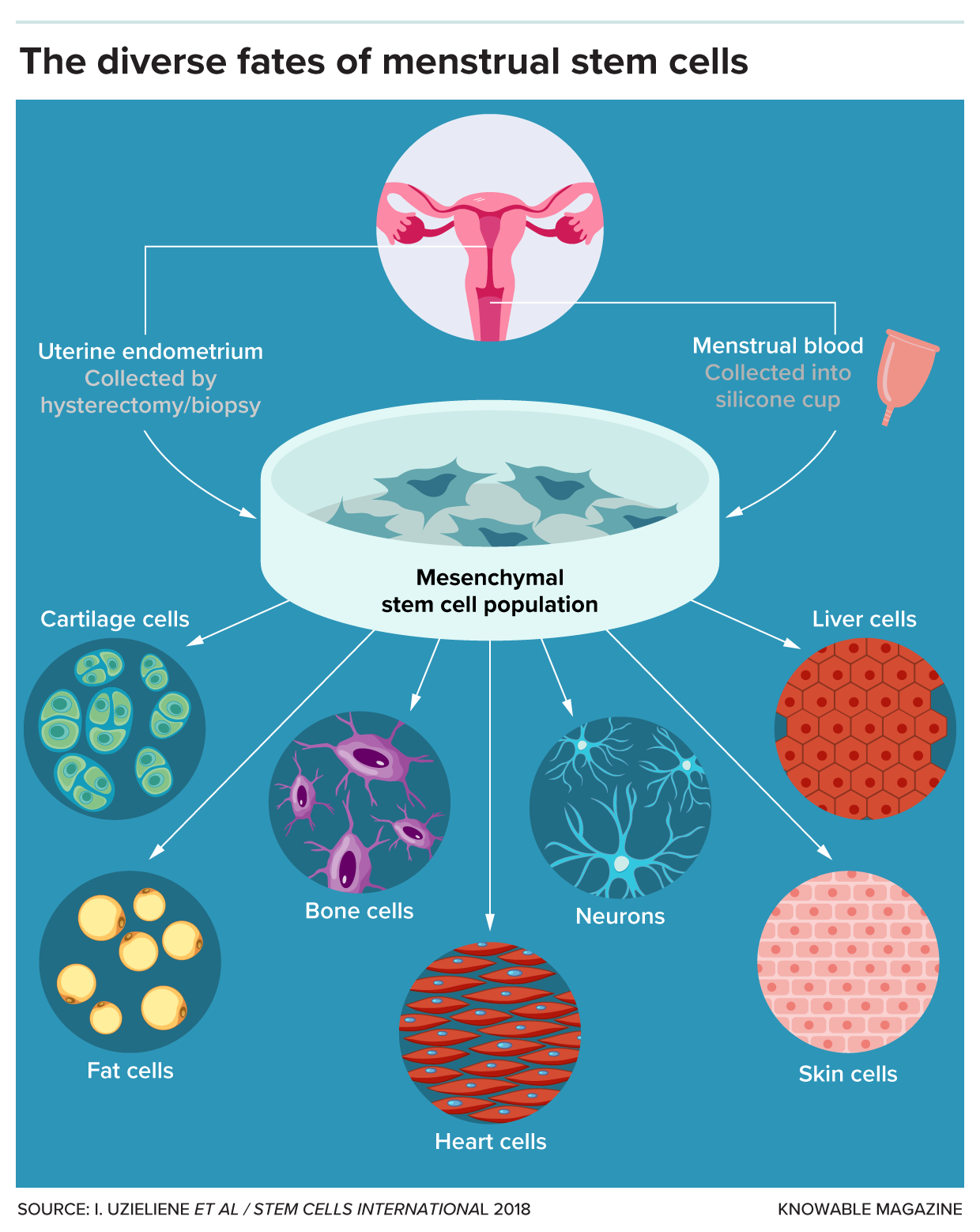 Diagram of different cell types that can arise from menstrual stem cells. 