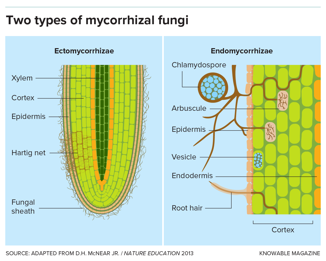 Graphic shows two root cross sections and their associated fungi.