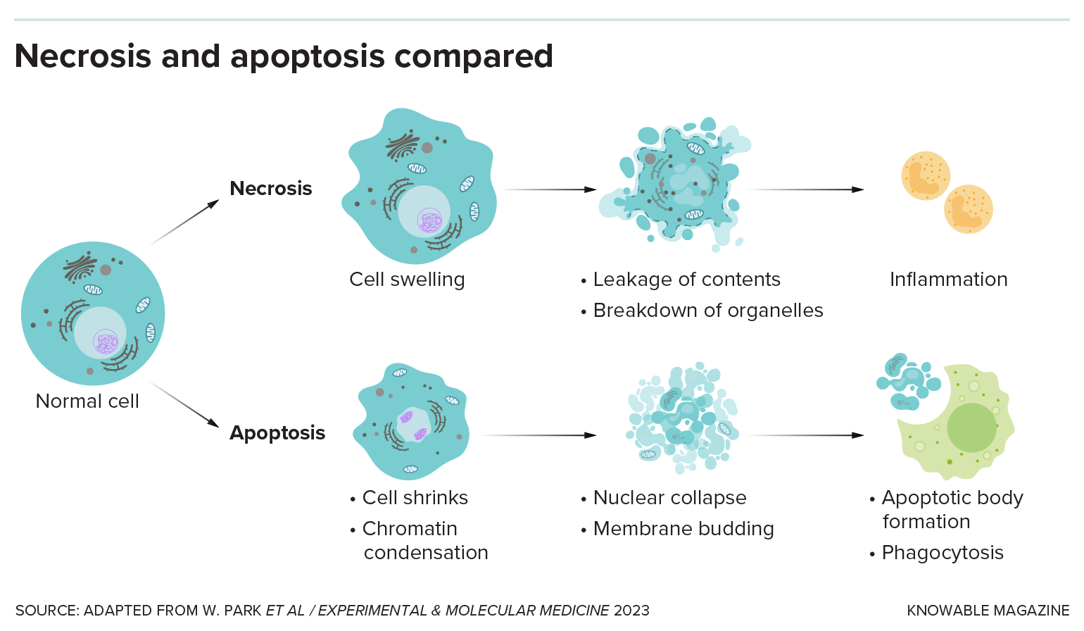 A cartoon illustration shows how a normal cell can die via necrosis or apoptosis.