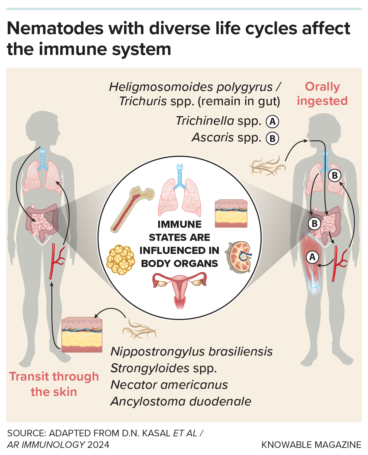 Nematode life cycles A graphic shows how some groups of worms enter through the skin and others through the mouth, but both influence various organs in the human host.