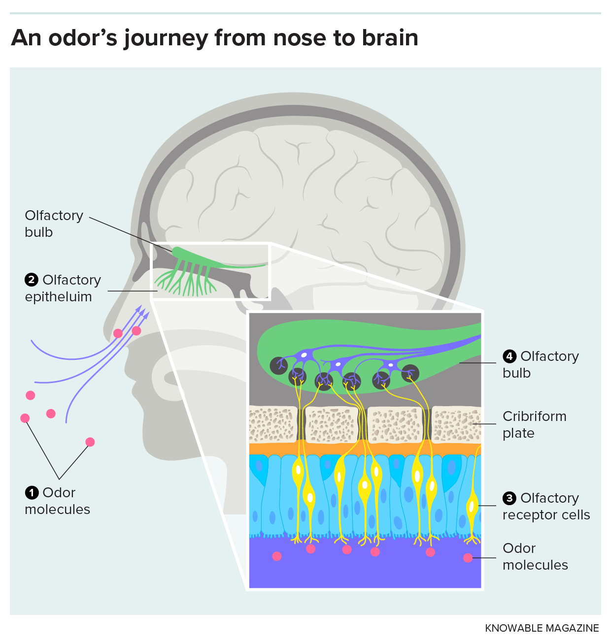 Graphic showing the key features of the olfactory system.