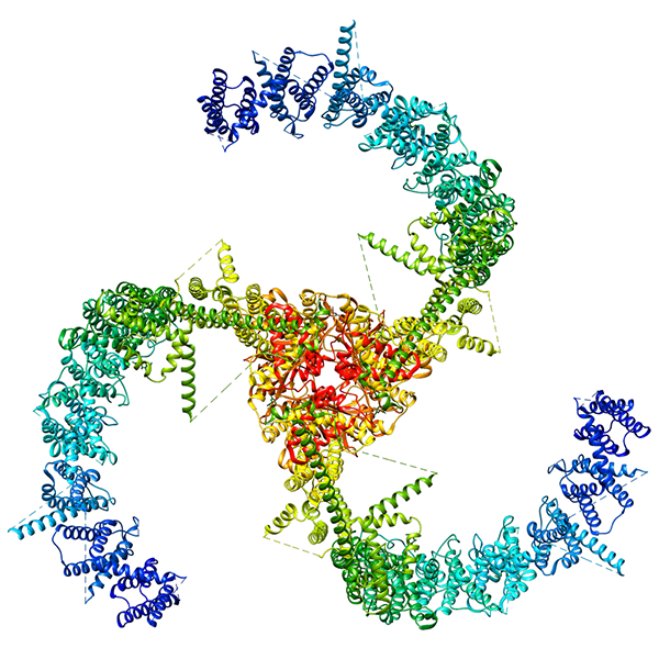 Illustration: A visualization of the propeller-shaped, mechanically activated protein ion channel Piezo2.
