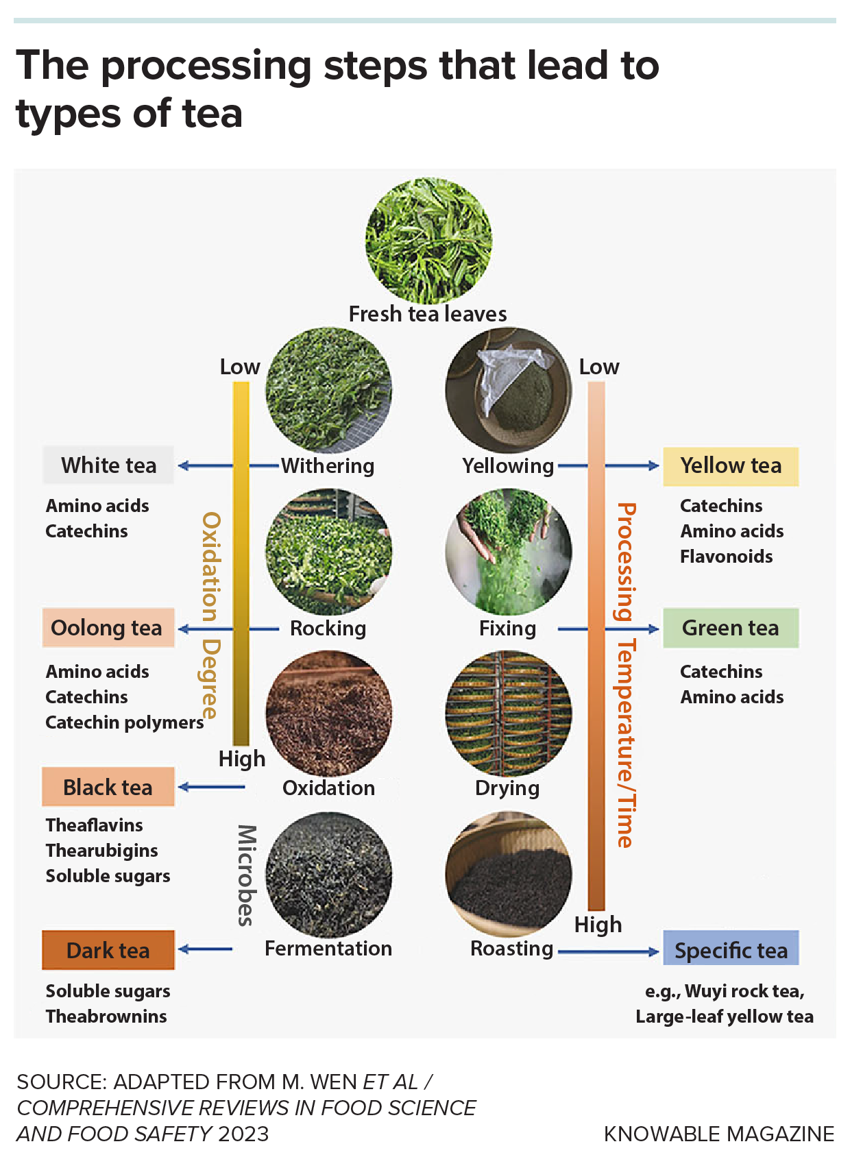 Graphic shows various processing steps that lead to different types of tea.