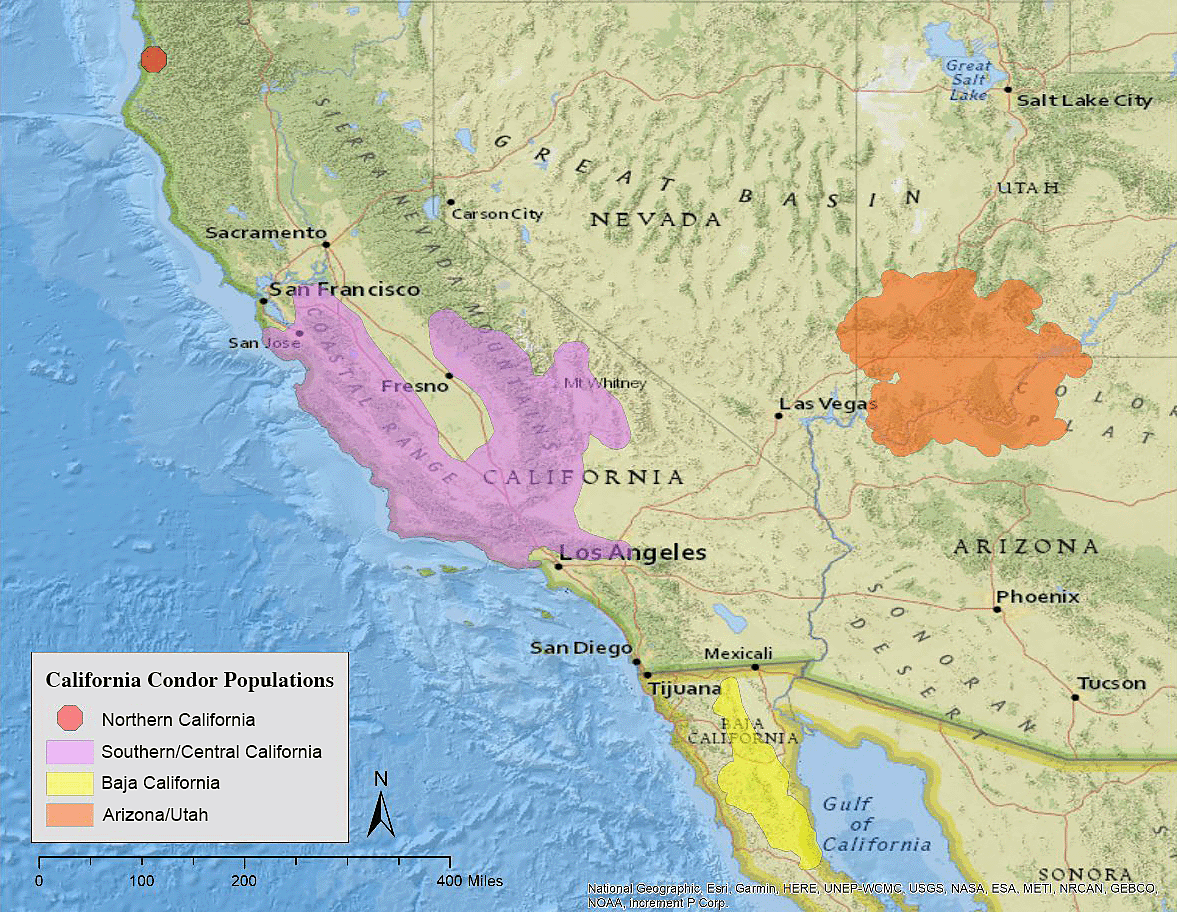 A map shows the regions where the California condor is currently found: northern Arizona, southern Utah and California in the United States, and Baja California in Mexico.