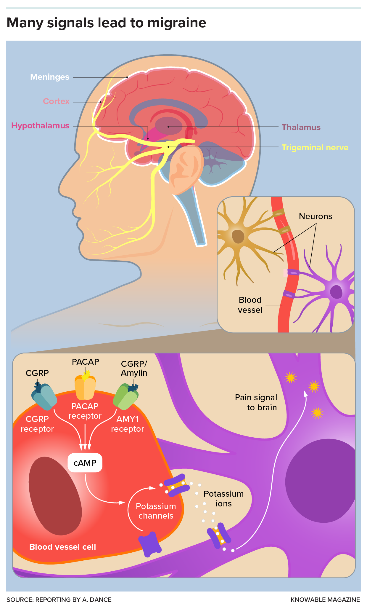 A graphic shows the brain within the meninges inside the skull, then zooms in on the interactions between blood vessel cells and neurons that may be involved in the relay of the migraine pain signal to the brain.