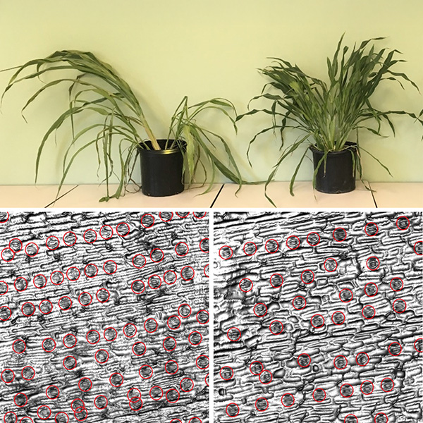 Fewer stomata Two sorghum plants in pots; the plant on the left is more stressed- and droopy-looking. Underneath are microscopic images of their leaves, showing that the plant on the left has more stomata in its leaves than the one on the right.