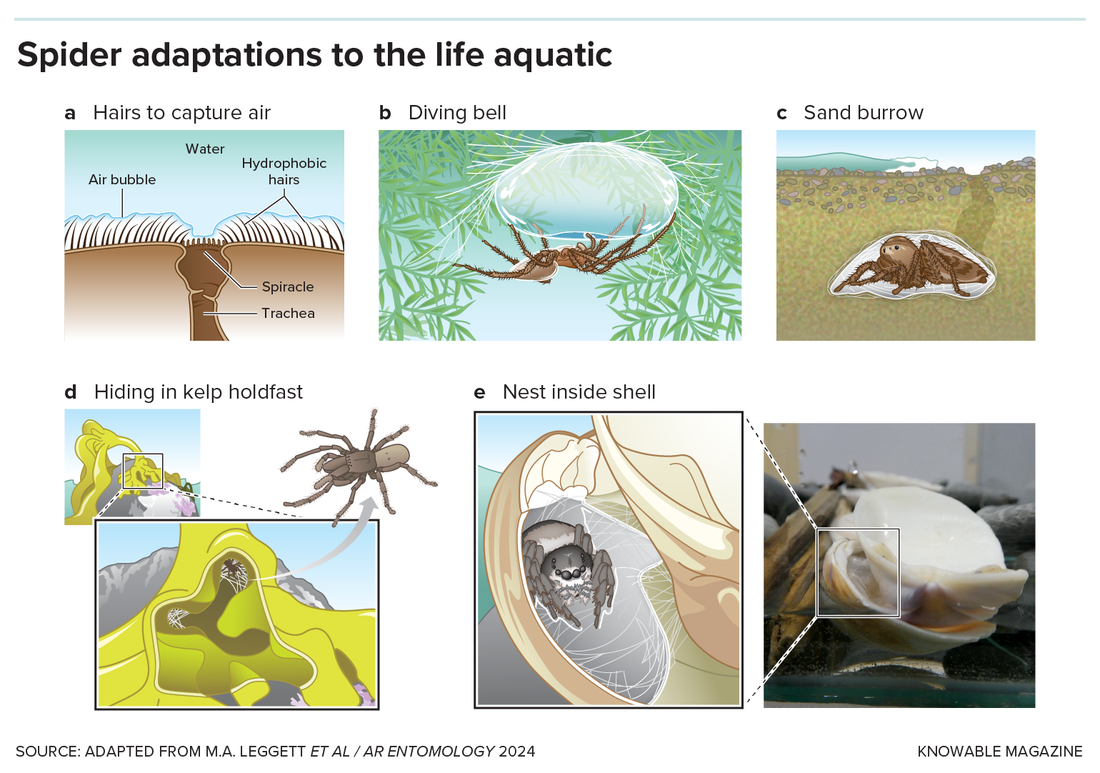 A graphic shows drawings of different ways spiders have adapted to live in or near water.