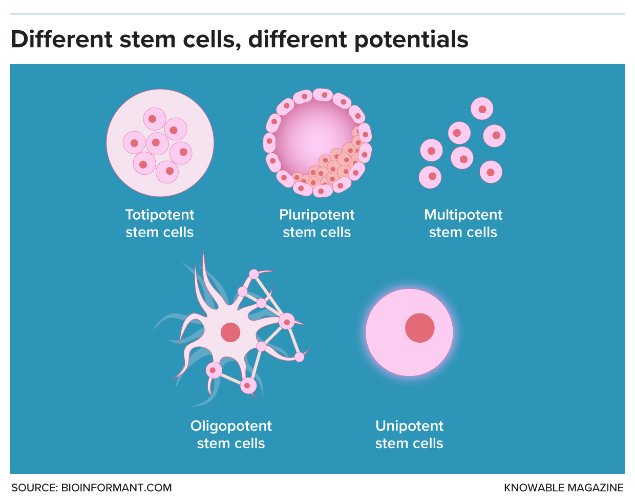 Graphic showing five types of stem cells.