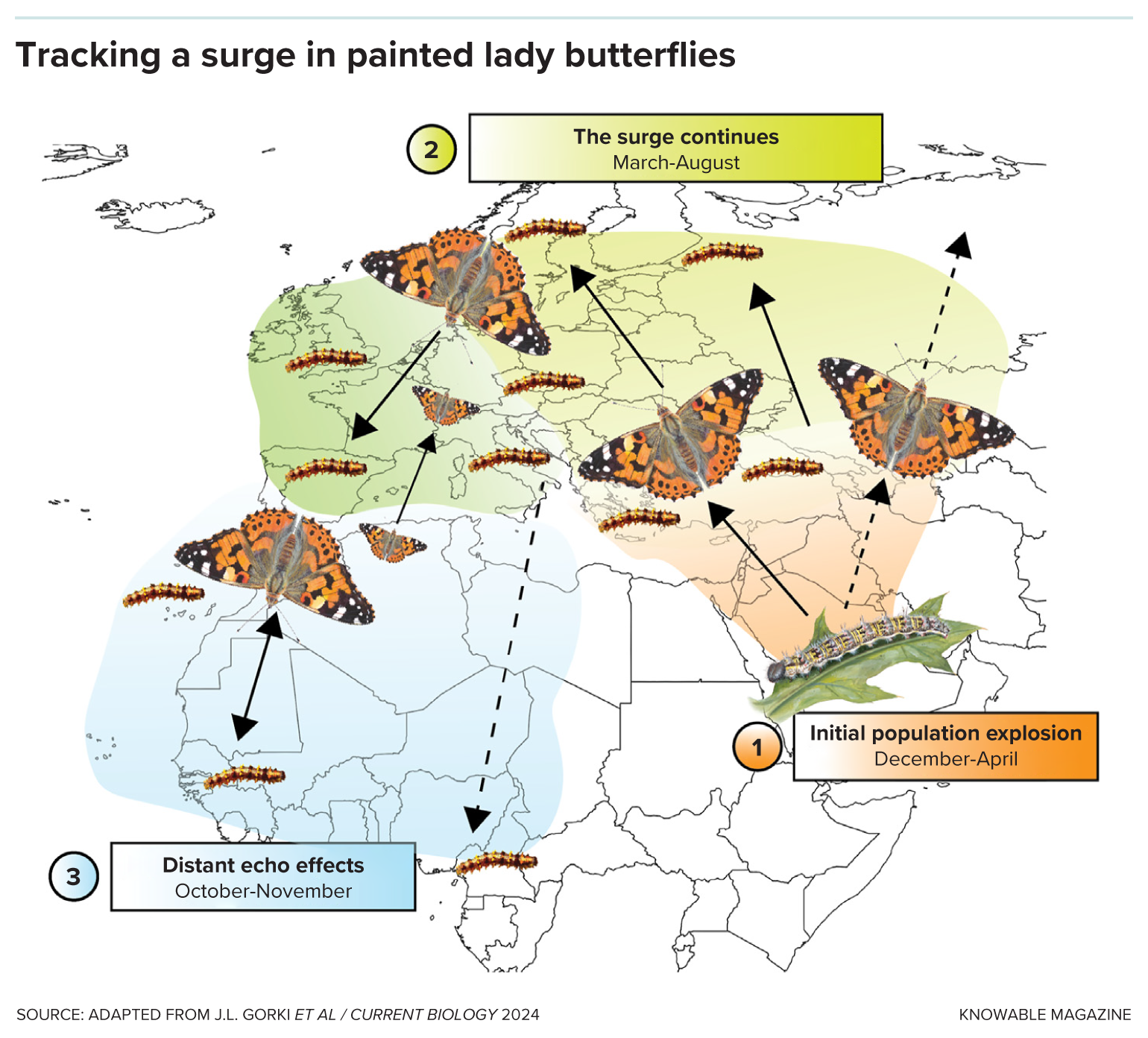 Graphic shows seasonal movement of butterflies across Europe.