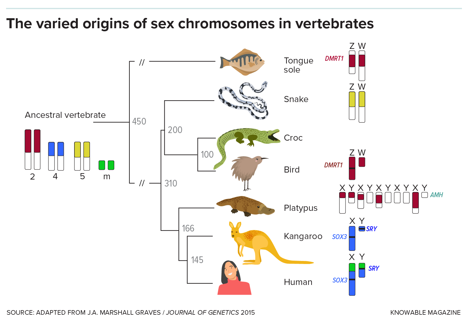 Chart shows a family tree with an ancestral vertebrate to the left and various animals to the right: tongue sole, snake, croc, bird, platypus, kangaroo, human. The sex chromosomes are different colors showing how they arose from different non-sex-chromosomes of the ancestor.