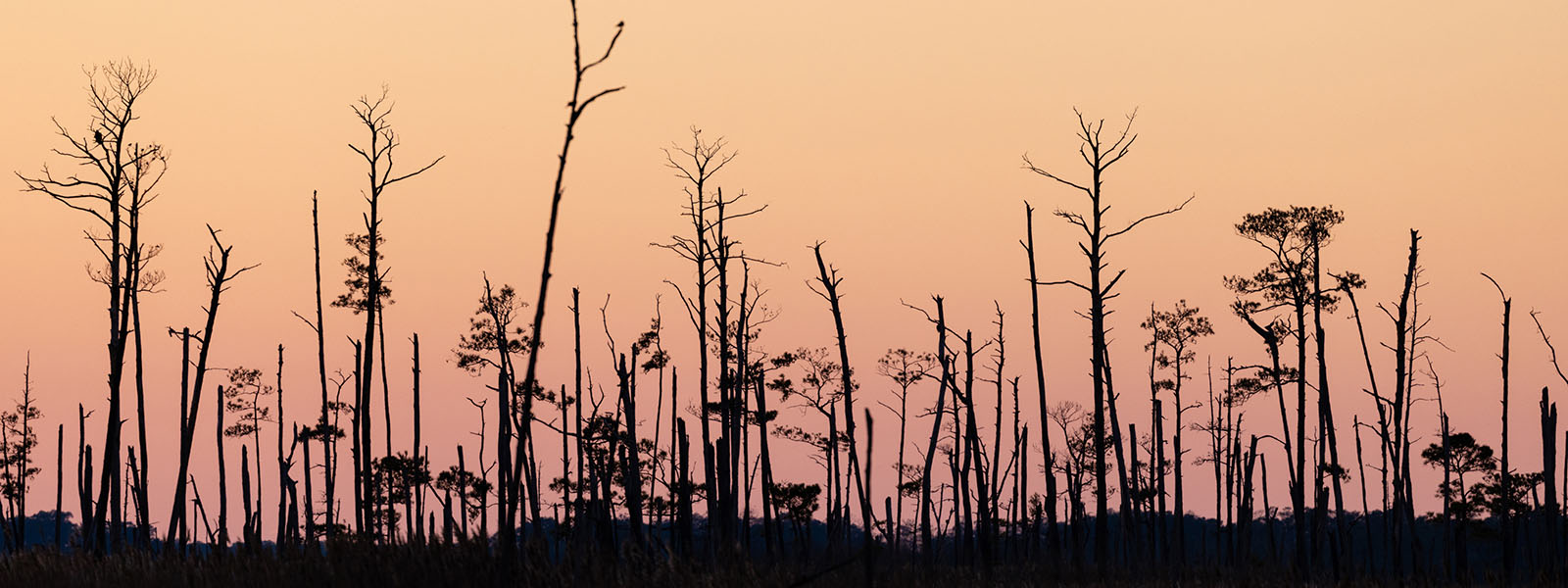 Ghost forests are growing as sea levels rise