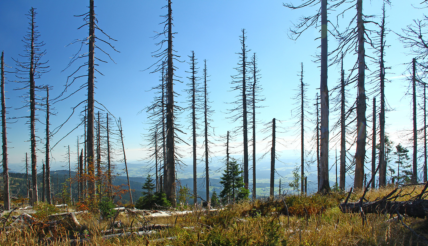 Photograph shows landscape of dead conifer trees with mountains behind them.