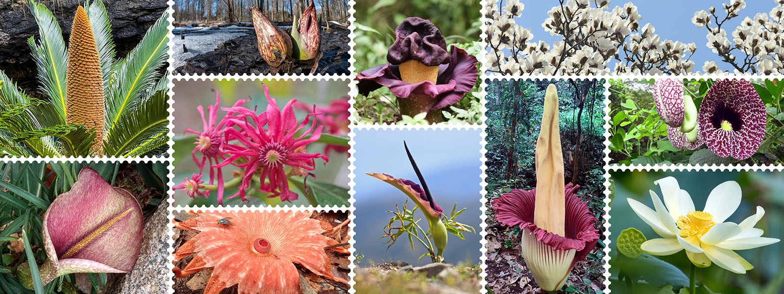 A collage of 11 flowers of thermogenic plants