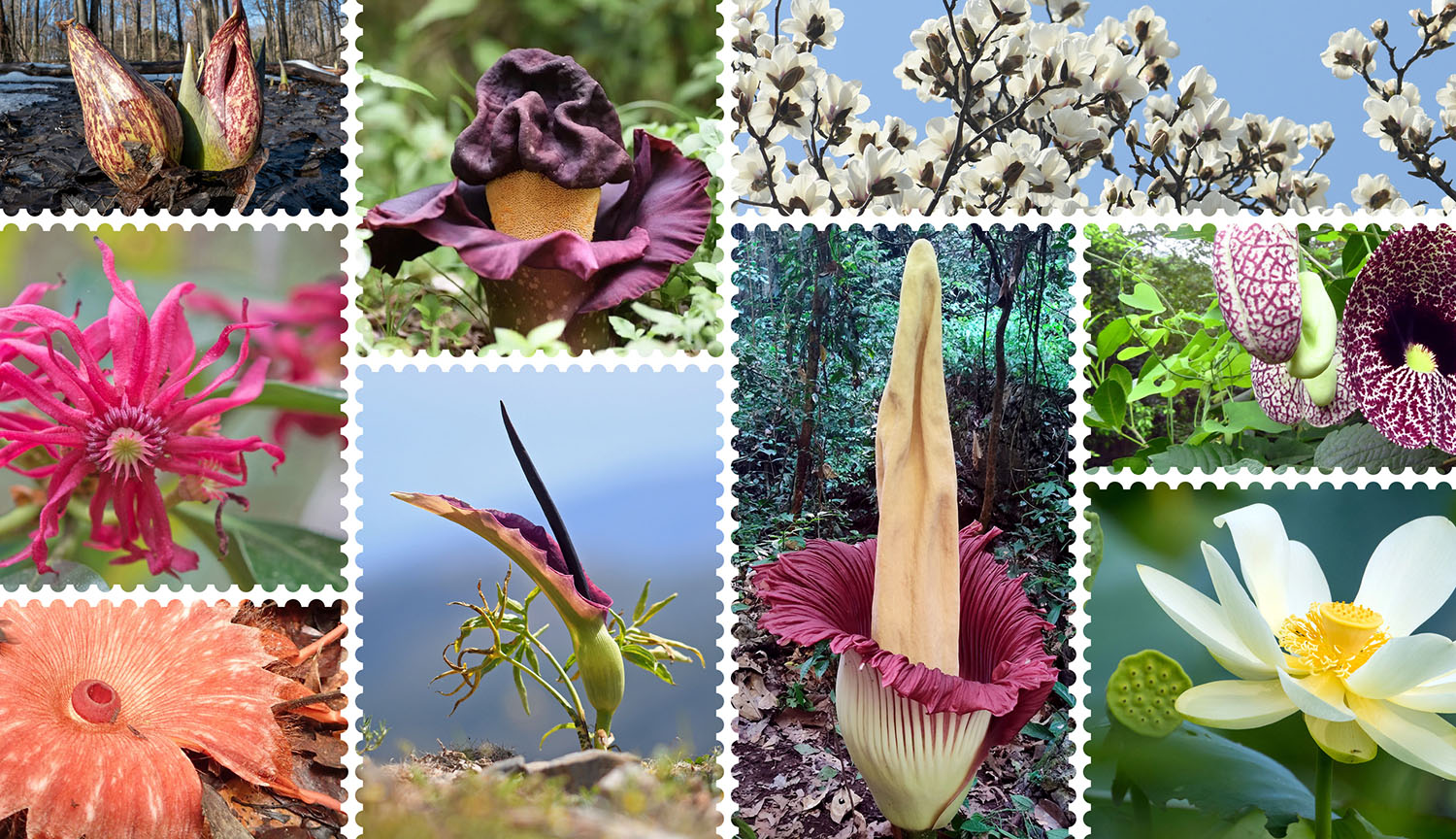 A collage of 11 flowers of thermogenic plants