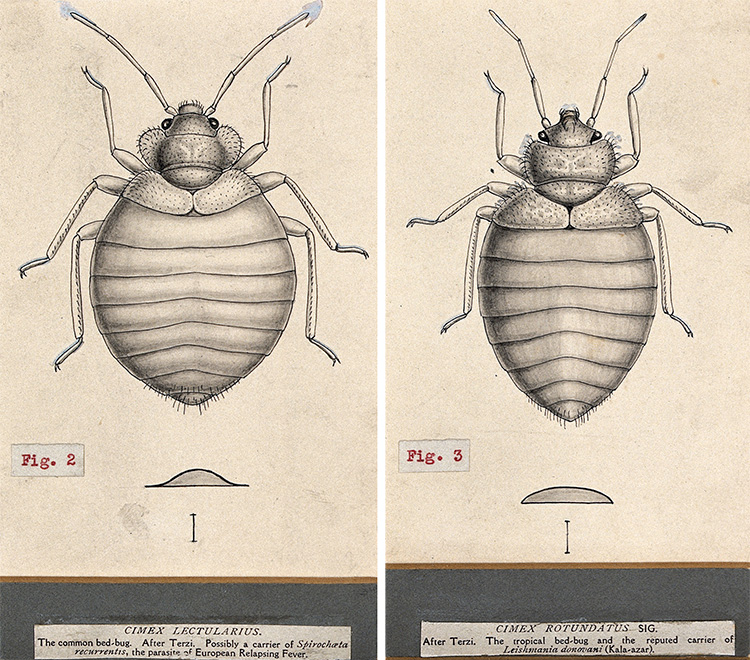 Two pen-and-ink drawings show the features of the tropical and common bed bug. 