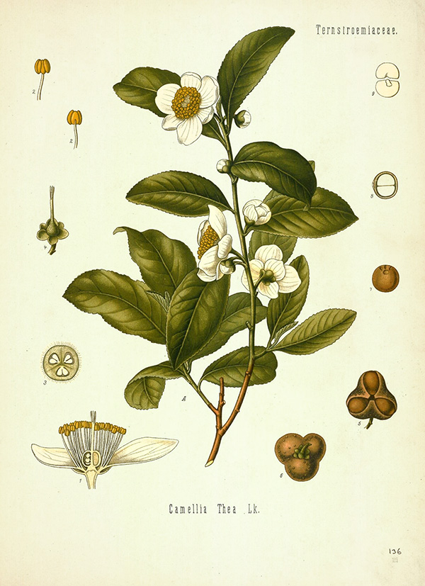 A botanical illustration shows the tea plant and its various parts.