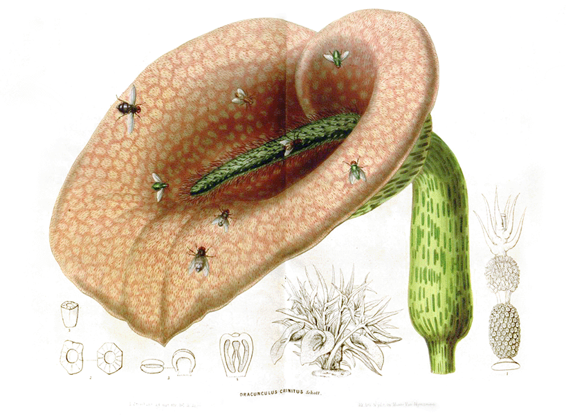 Dead horse arum Flies crawl on a large, mottled leaf-like petal with a central green hairy spike.