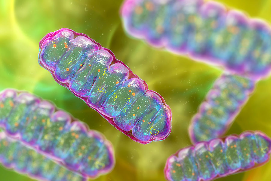 Mitochondria Brightly colored illustrated image of multiple mitochondria in a cell.