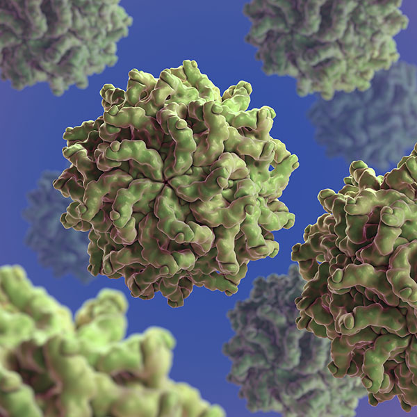 Fungal virus Computer-generated structure of a round partitivirus.
