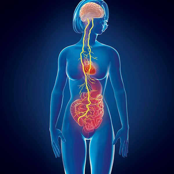 Illustration shows a human figure in blue with a few internal organs and the brain. Running between the brain and the gut and heart is the vagus nerve, shown in yellow.