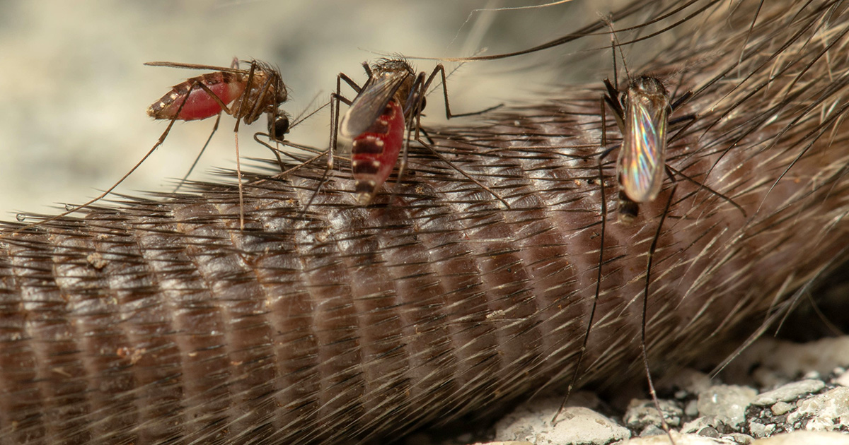 Blood, poop and carcasses: How feasting bugs are helping map biodiversity