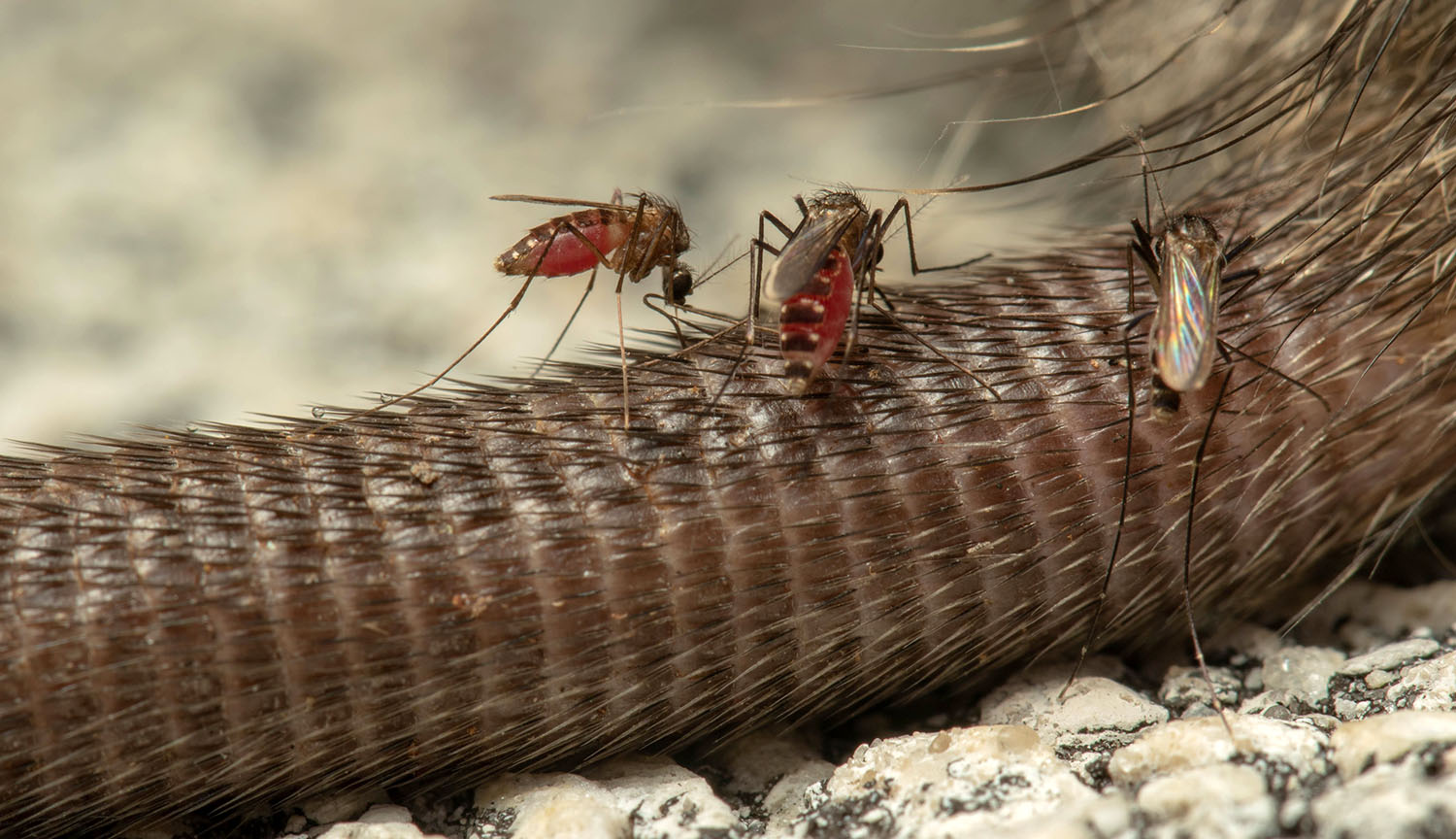 Blood, poop and carcasses: How feasting bugs are helping map biodiversity