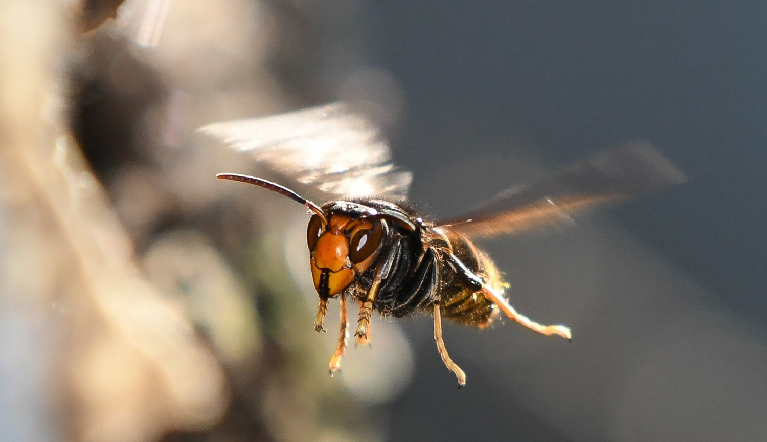 <p>The hornet has landed: Scientists combat new honeybee killer in US</p>