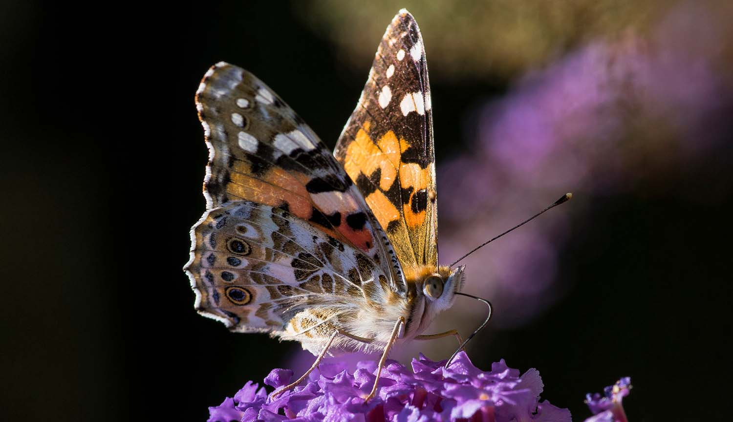 The secrets of butterfly migration, written in pollen