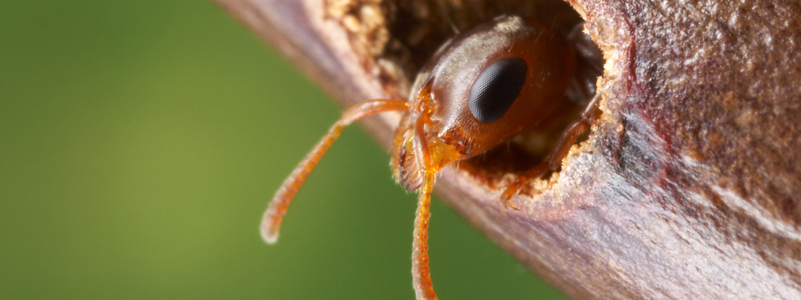 Photo of an ant head poking out of an acacia thorn nest
