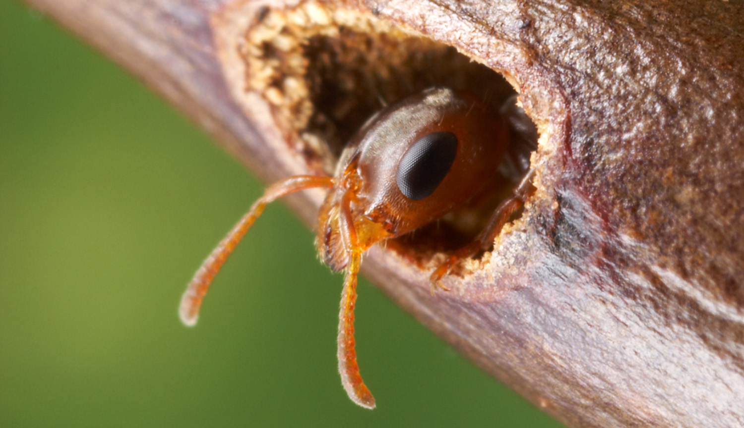 Photo of an ant head poking out of an acacia thorn nest