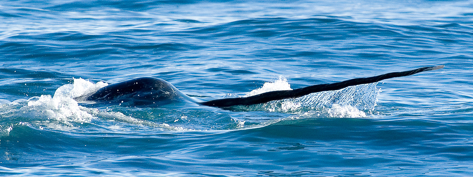 Photograph of the front end of a narwhal swimming in the water, its long tusk clearly visible.
