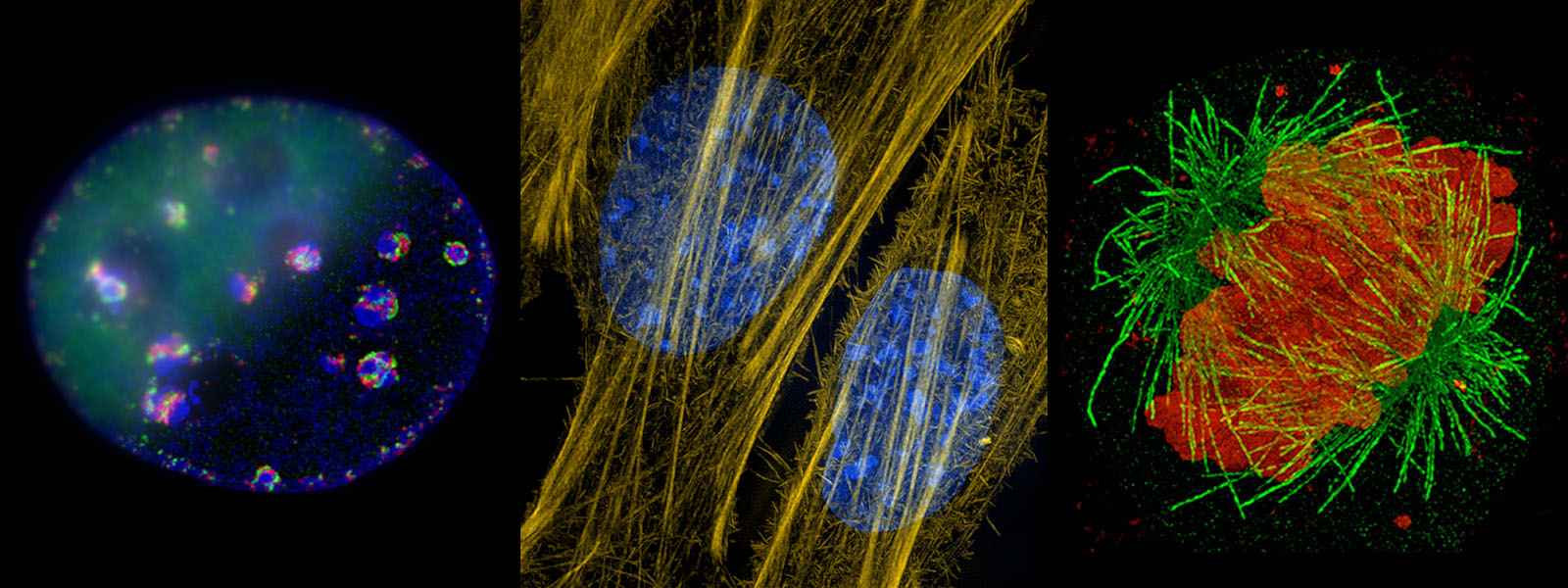 Brightly colored, detailed views of cellular structures