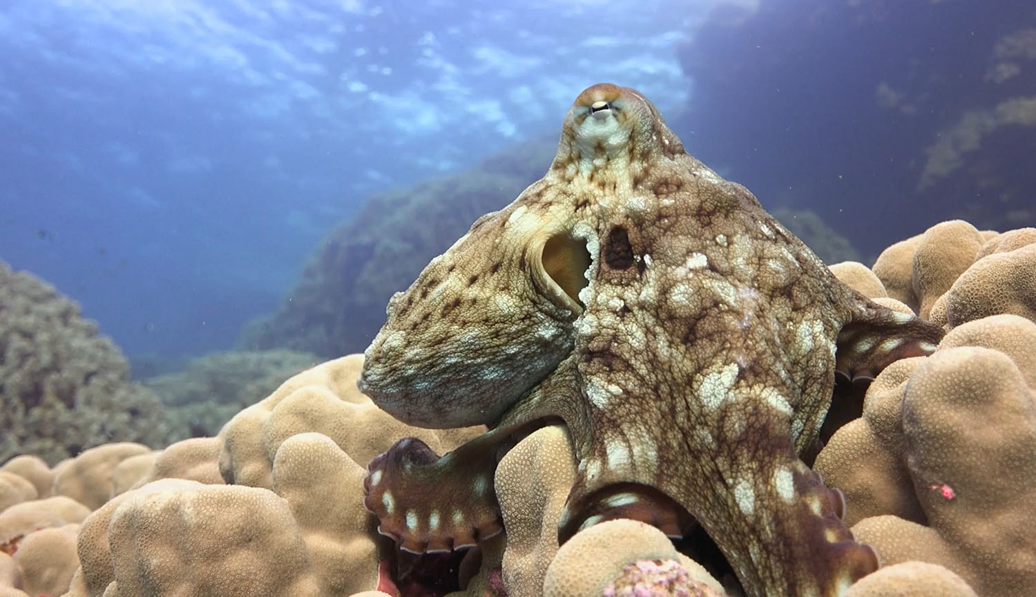 Movie of an octopus moving around with its skin changing color as it swims into lighter or darker places.