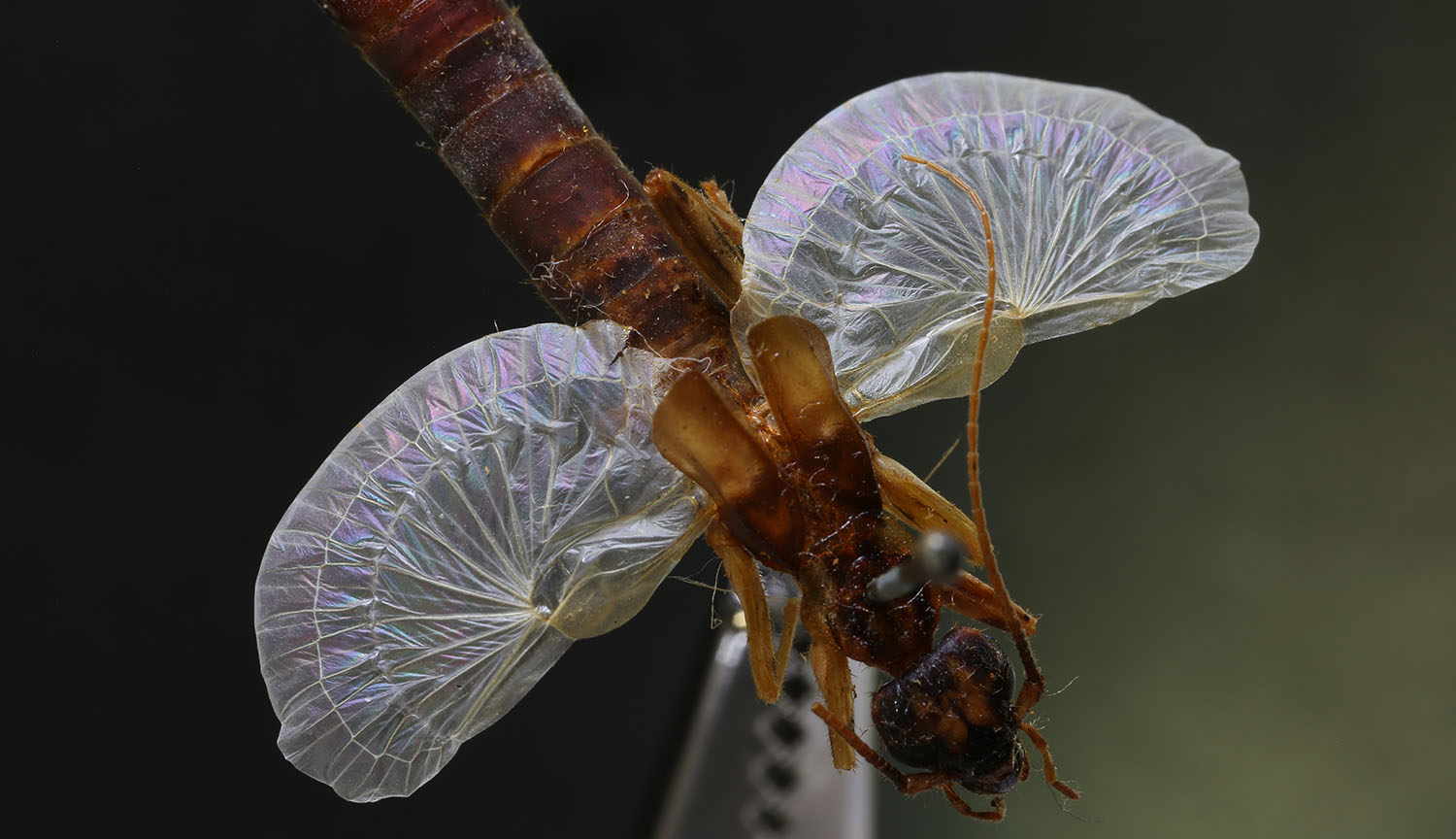 An earwig with extended wings that are full of wrinkly creases